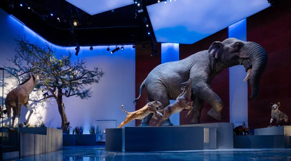 متحف التاريخ الطبيعي في أبوظبي يفتح أبوابه ليروي حكايات الحياة
