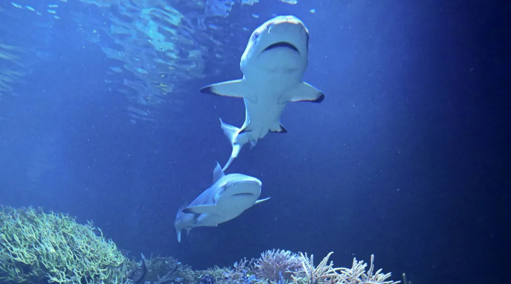 الشرطة الأسترالية ستتعاون مع خبراء لتحديد نوع القرش المسؤول عن الحادث (د.ب.أ)