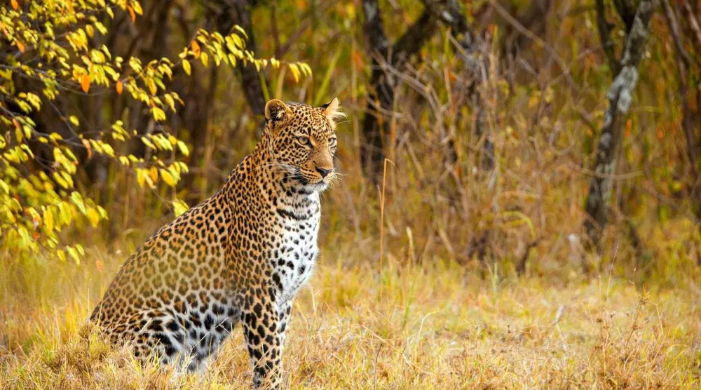 نمور في الهند (متداولة)