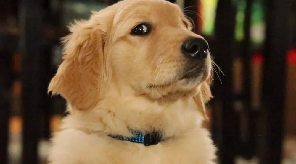 Bilim insanları, 1300 golden retriever'ın genetik kodunu analiz etti ve insanlardaki duyguları etkileyen bazı genler buldu (Unsplash)