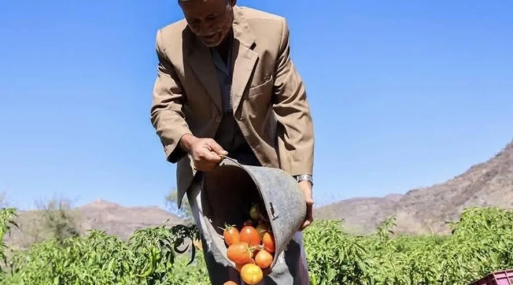 خطة أممية تهدف إلى تحسين إنتاجية وتنوع وجودة الزراعة في اليمن (الأمم المتحدة)