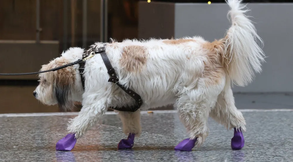 كلب يرتدي أغطية للأرجل للحماية من المطر في نيويورك (أ.ف.ب)