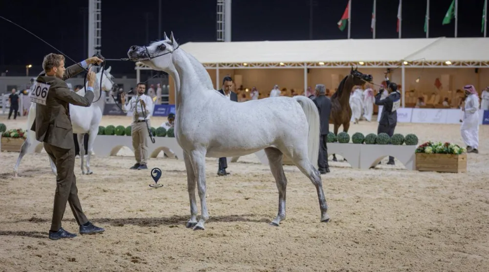 يشهد العرض رقماً قياسياً بلغ 844 رأساً من الخيل العربية الأصيلة (الشرق الأوسط)