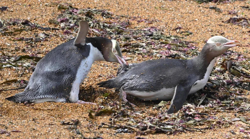 Yellow-eyed penguins fights in their colony in Katiki Point, on the southern end of the Moeraki Peninsula in New Zealand's South Island, about 80 kilometers north of Dunedin on November 12, 2025. (Photo by Sanka VIDANAGAMA / AFP)