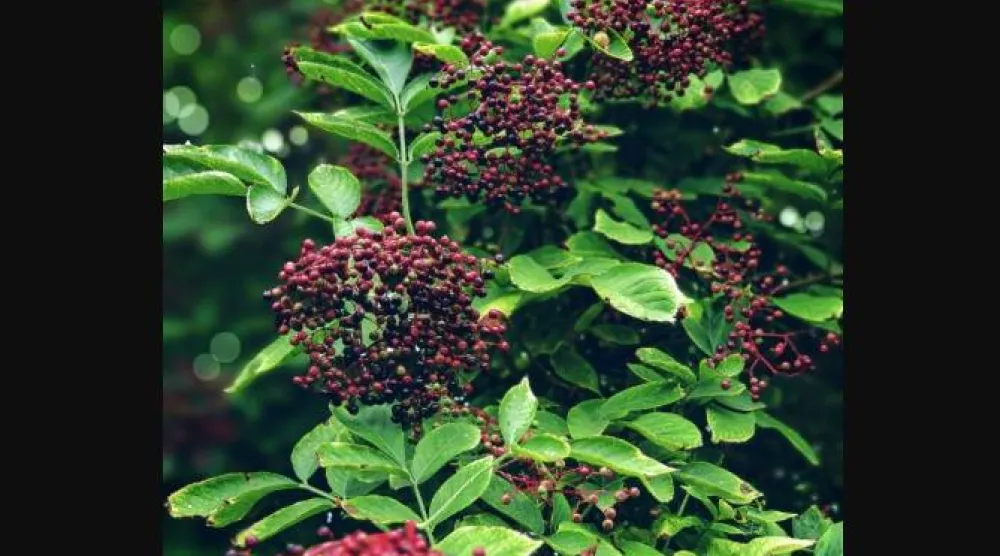 توت البلسان يحتوي على كمية جيدة من فيتامين «سي» (بيكسلز)