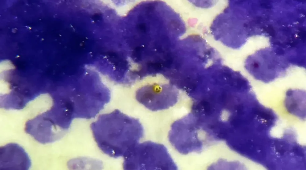 الخيال أكبر دائماً من المقاييس (ديفيد أ. ليندون)