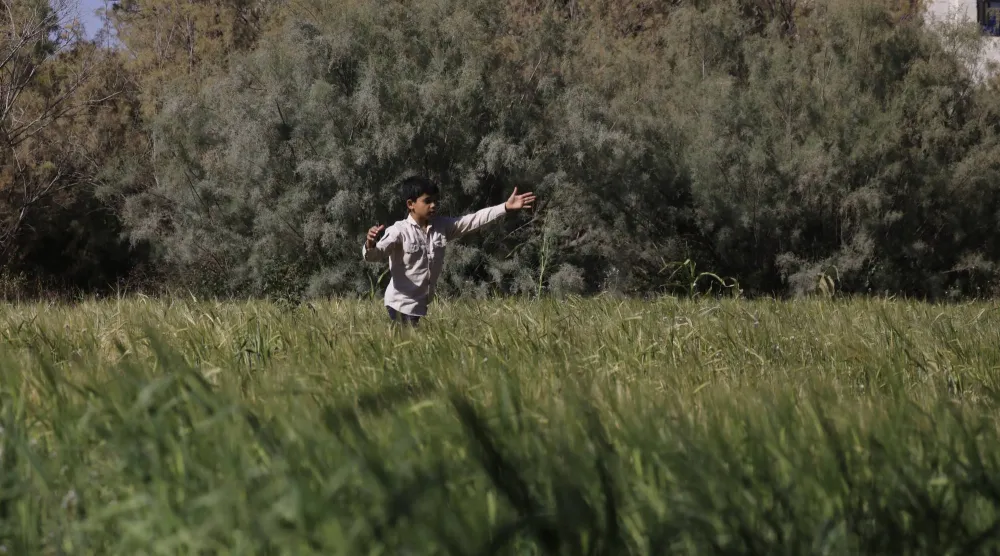 طفل يلعب في حقل للشعير بمدينة صنعاء اليمنية (إ.ب.أ)