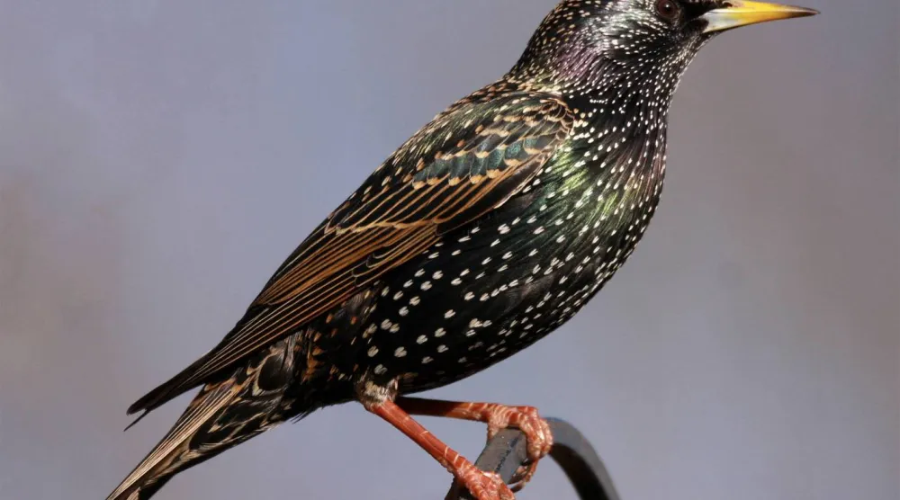 الأسماء تتكاثر لكنّ الطيور تختفي من الحقول والسماء (شاترستوك)