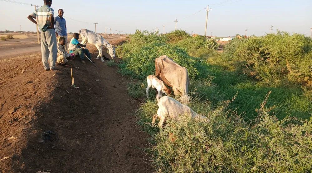 المزارع أصبحت مرتعاً للحيوانات بعد أن هجرها أصحابها بسبب الحرب (الشرق الأوسط)