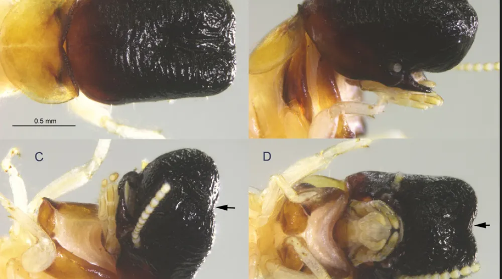 يتميز هذا النوع من النمل الأبيض برأسه الطويل وفكوك سفلية مخفية (رودولف شيفران - زوكيز)