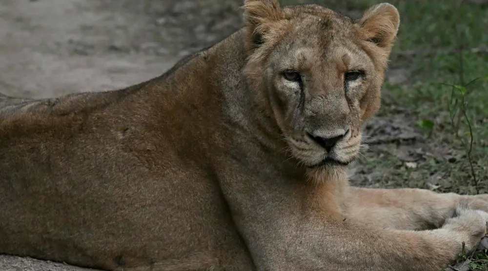 This photograph taken on November 9, 2025 shows a lioness resting after a kill in Gir National Park in India's western state of Gujarat. (AFP)