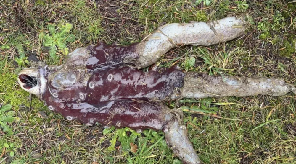 البحر يخفي أكثر مما يبوح (إيست غرامبيان)