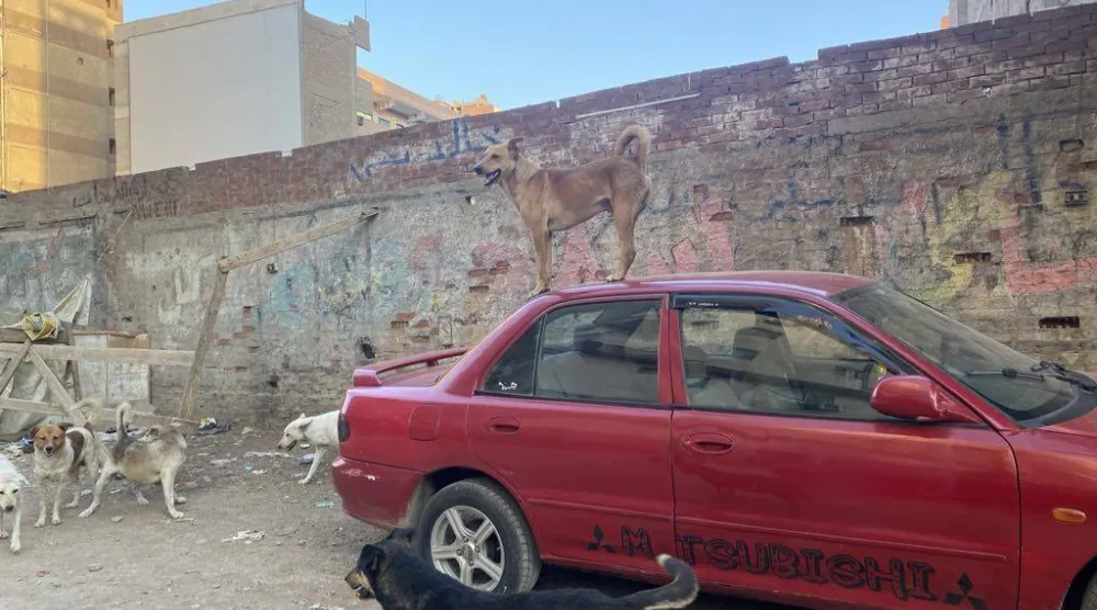 انتشار الكلاب في أحد شوارع محافظة الجيزة (الشرق الأوسط)