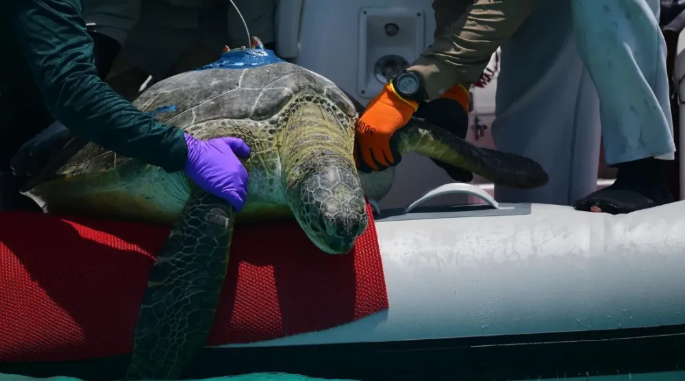 This data will fill a critical regional knowledge gap and drive unified, cross-border conservation strategies for these globally endangered species - SPA