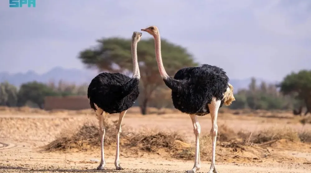 The initiative forms part of RCU's strategy to rehabilitate wildlife and achieve environmental sustainability.