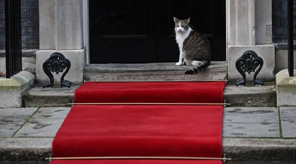 Larry the Downing Street cat is a global celebrity in his own right, with more than 900,000 followers on X. JUSTIN TALLIS / AFP/File
