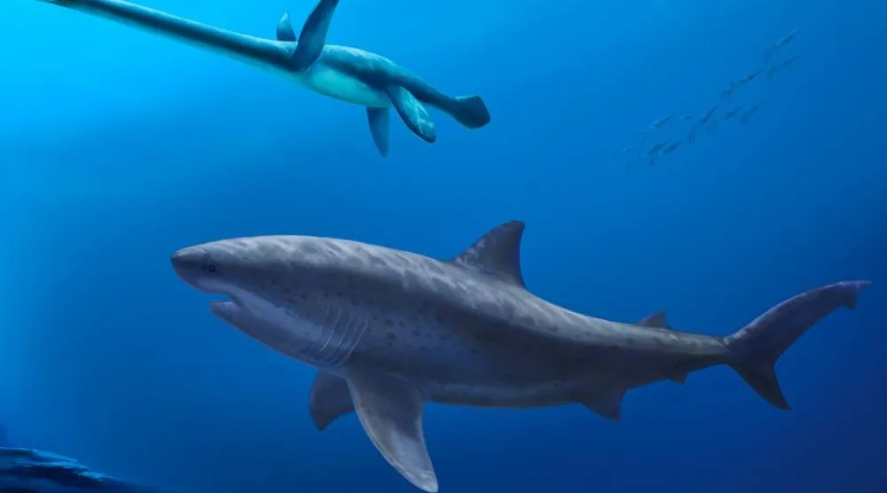  A illustration made in Sept. 3, 2025, of a gigantic 8 meter (26 foot) long mega-predatory lamniform shark swimming beside a long-necked plesiosaur in the seas off Australia 115 million years ago. (Pollyanna von Knorring/Swedish Museum of Natural History via AP) 