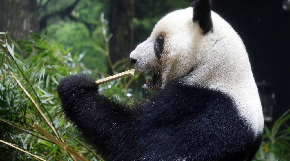 Giant panda Lei Lei eats bamboo at Ueno Zoological Gardens in Tokyo, Japan, 28 November 2025. (EPA)
