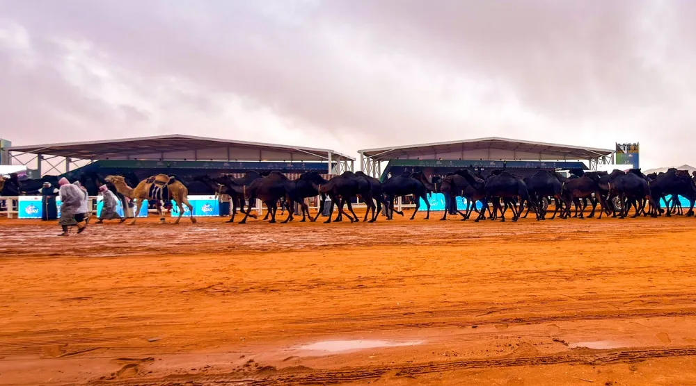 أعلنت إدارة مهرجان الملك عبد العزيز للإبل تأجيل التحكيم النهائي لشوط سيف الملك للون المجاهيم (مهرجان الملك عبد العزيز للإبل)