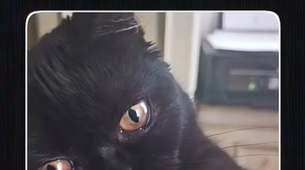 القطة لويزا