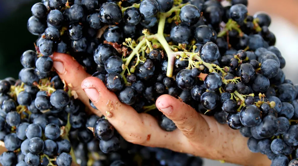 تناول العنب يمنح الجسم فوائد صحية مختلفة (رويترز)