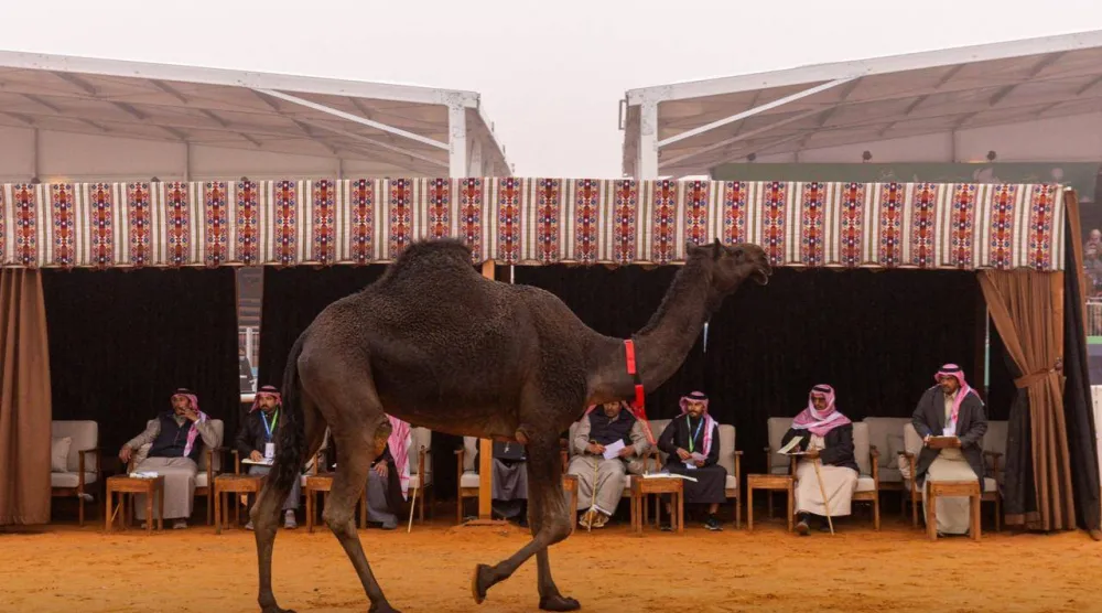 أعلنت نتائج الفائزين في اليوم السادس عشر من منافسات أشواط فعاليات مسابقة المزاين لفئة الجمل (مهرجان الملك عبد العزيز للإبل)