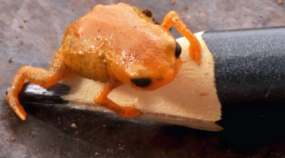 Tiny toadlet measuring less than 14 mm in length (Luiz Fernando Ribeiro)
