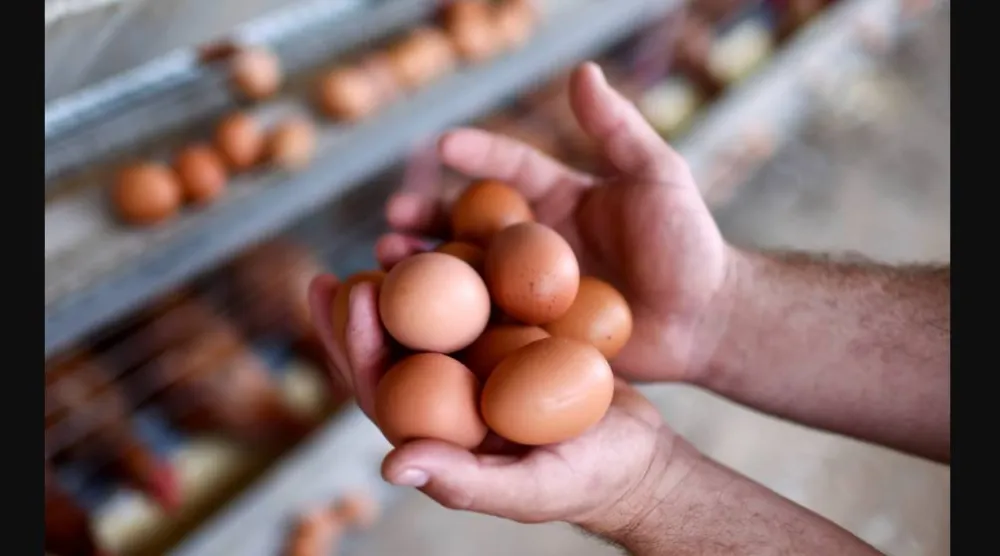 البيضة الكبيرة تحتوي على 6.3 غرام من البروتين (رويترز)