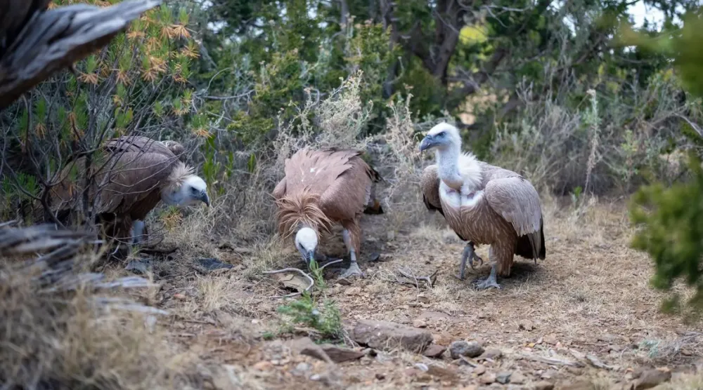 The release comes as part of reintroduction programs aimed at enhancing ecological balance and restoring biodiversity in one of the Kingdom’s most prominent mountainous environmental zones - SPA 