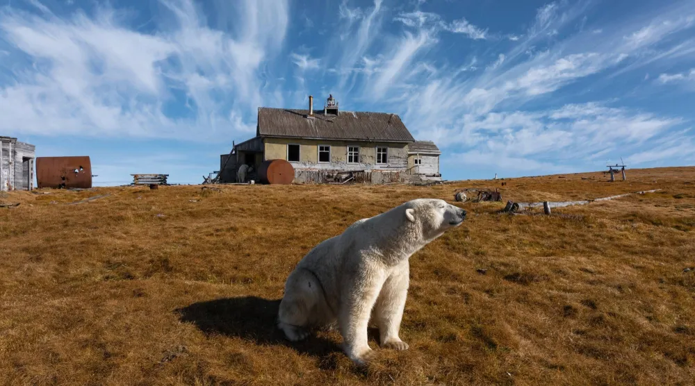يظهر دب قطبي أمام محطة أبحاث مهجورة بجزيرة كولوتشين قبالة تشوكوتكا في روسيا (أ.ب)