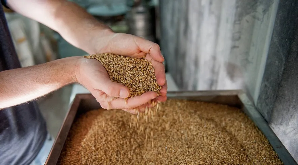 يعدّ الشعير علاجاً منزلياً شائعاً لعلاج حرقة التبول والتي غالباً ما تكون أحد أعراض التهاب المسالك البولية (بيكساباي)