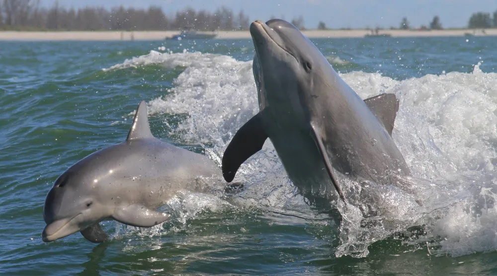 الصداقة تحمي الجسد من الشيخوخة (شاترستوك)