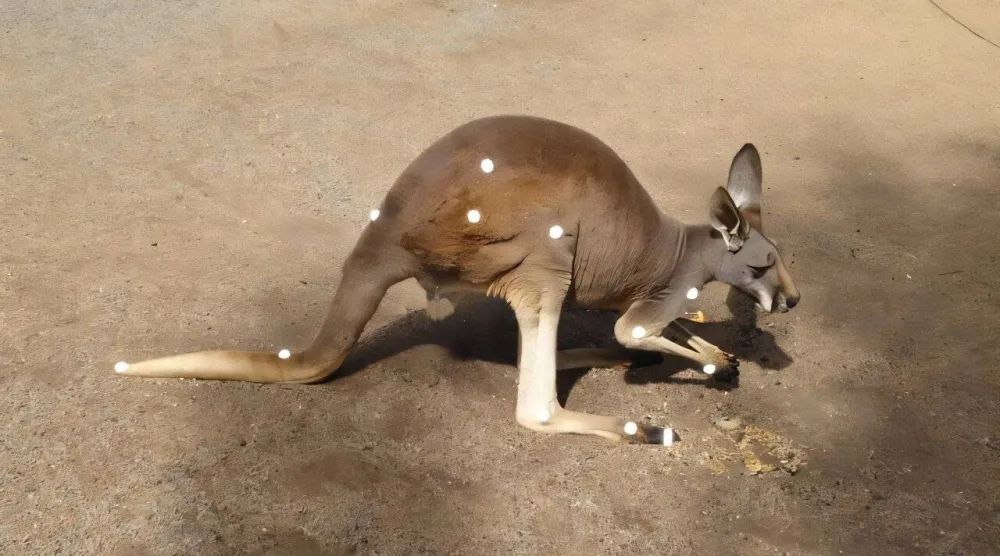 صورة لكنغر من الدراسة مع علامات لفريق البحث تظهر ملامح الحركة ثلاثية الأبعاد (كريغ ماكجوان - جامعة صن شاين كوست)