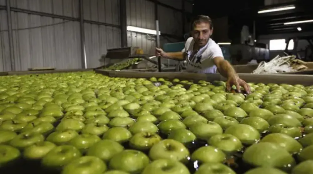 يُعدّ التفاح الأخضر من الخيارات المثالية لإدارة مرض السكري (رويترز)