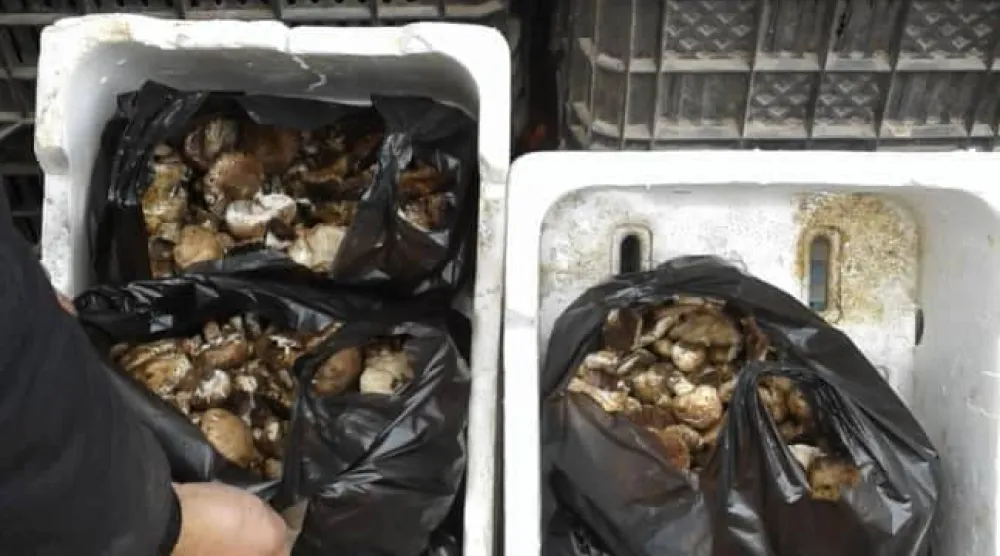 الفطر في مرتفعات القنيطرة «لحم الفقراء» الذي تستهدف إسرائيل جامعيه (موقع الاقتصاد)