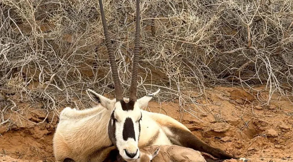 Saudi Arabia's Qassim National Park recorded the birth of an Arabian oryx for the third consecutive year. (SPA)