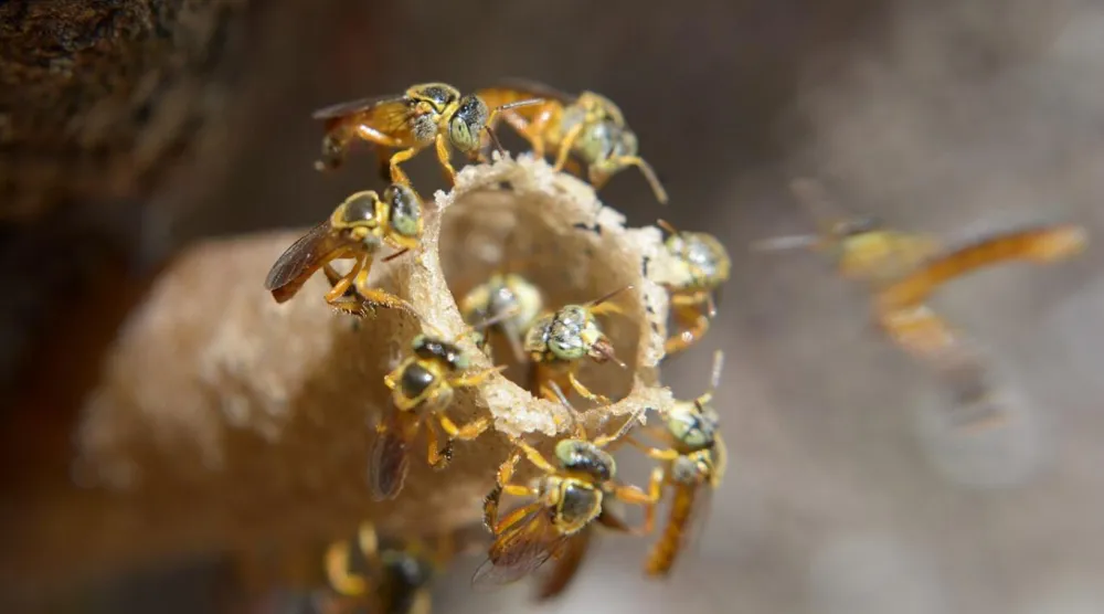 Yerli halklar, Meliponini arılarının kendilerine gıda ve ilaç sağladığını söylüyor (Wikimedia Commons)