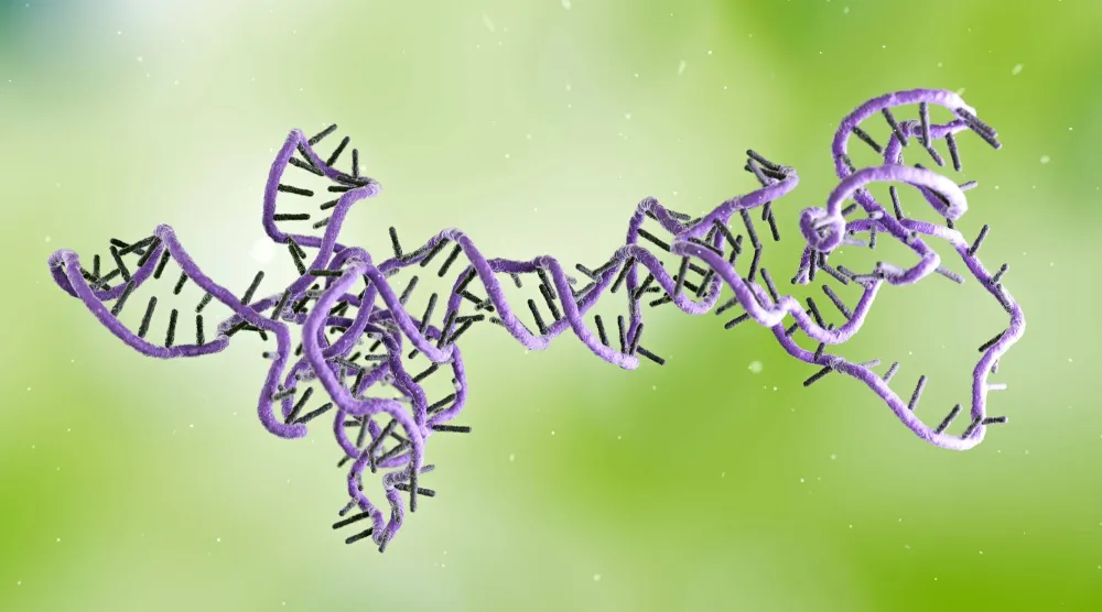أجزاء من الحمض النووي الريبي (آر إن إيه) شبيهة بالفيروسات عُثر عليها وهي تتكاثر بالبكتيريا الموجودة في فم الإنسان وأمعائه