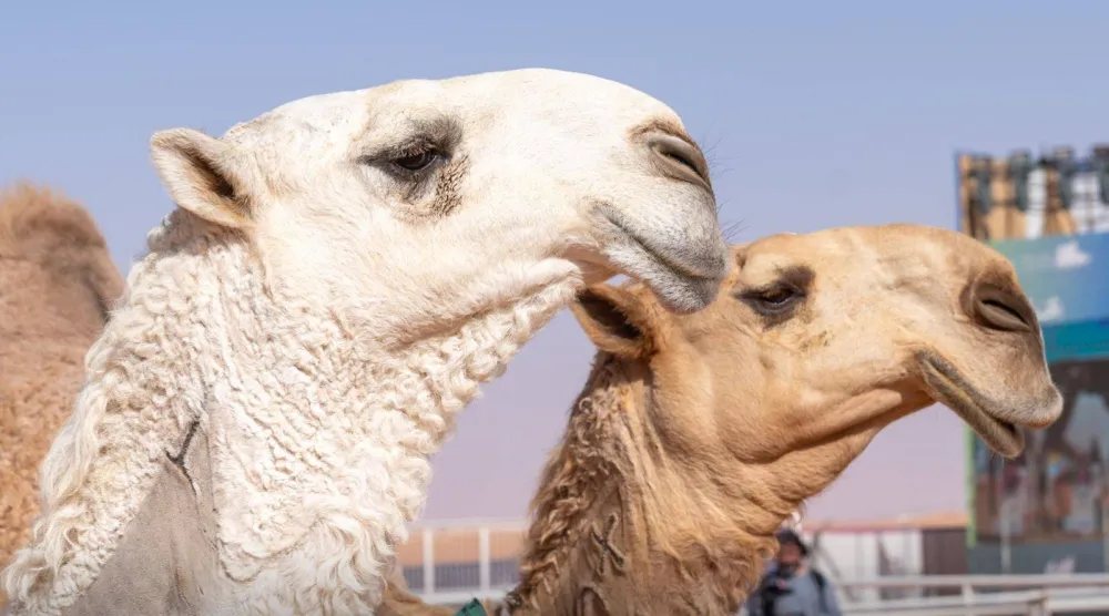 مهرجان الملك عبد العزيز للإبل بنسخته العاشرة يتواصل بإثارته (نادي الإبل)