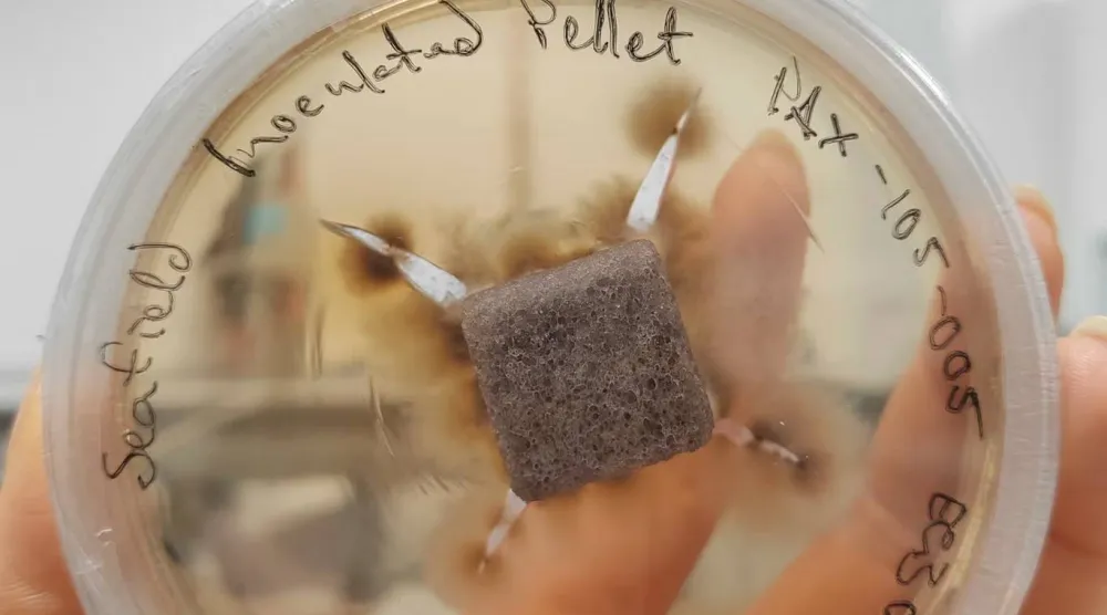 ما لا نراه تحت التربة... (تقنيات رايزوكور)