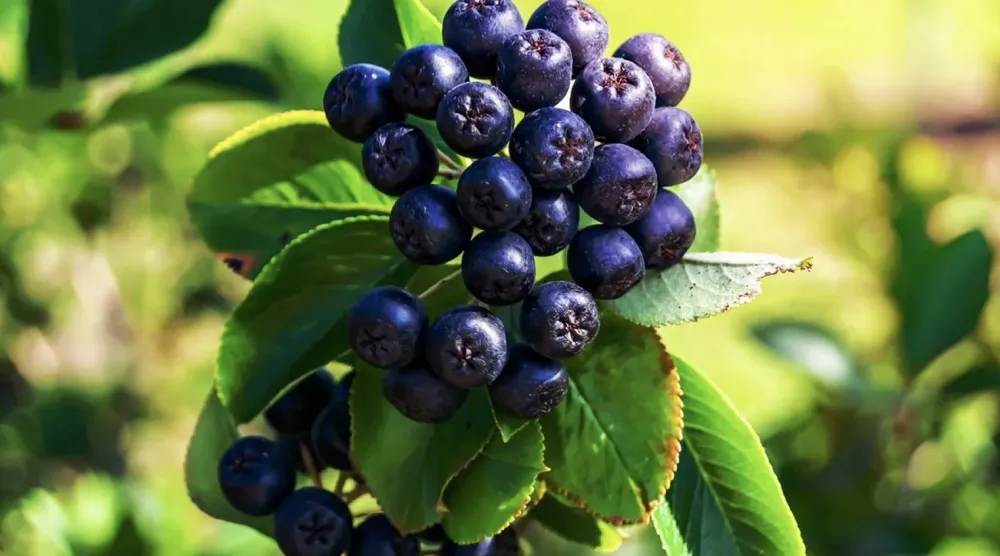 «التوت الأسود» من الفواكه الأصلية في أميركا الشمالية (شاترستوك)