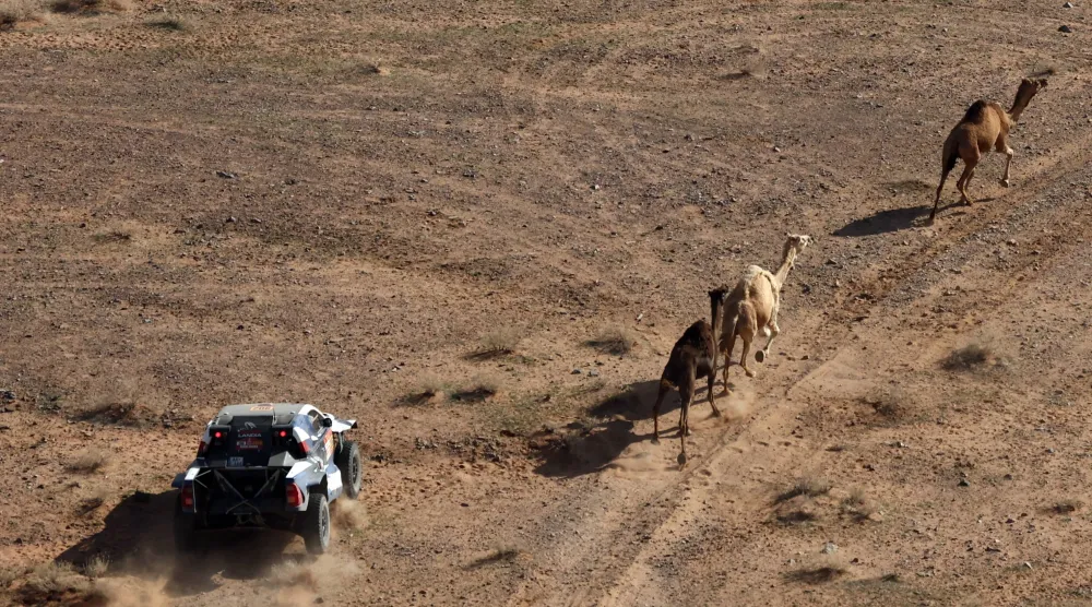 السائق ماريك غوتشال وملّاحه ماشيي مارتون في سباق مع ثلاثة جِمال (رويترز)