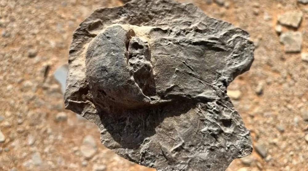 وُجدت جميع الأحافير بوضعية مقلوبة رأساً على عقب (واس)