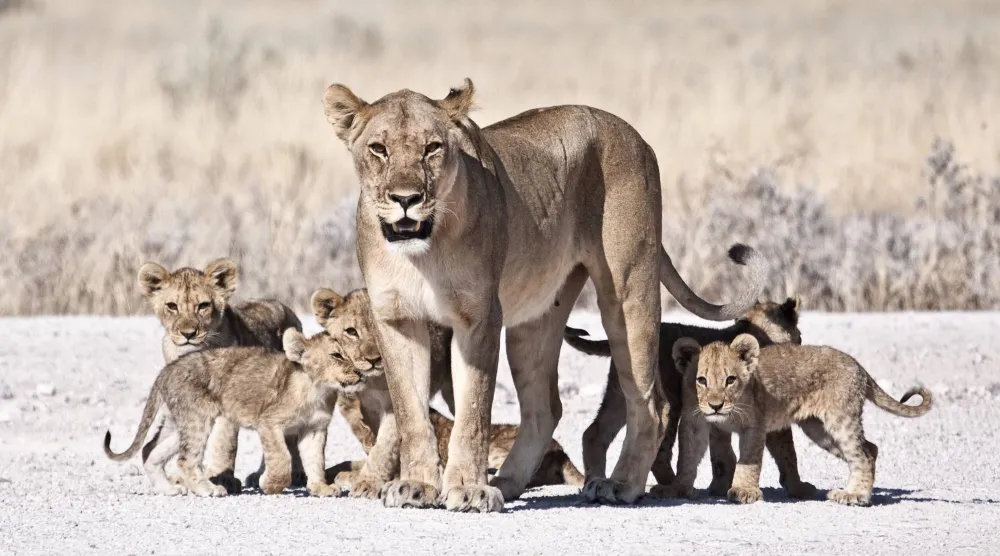 الأمومة تُدار بقوانين البقاء (شاترستوك)