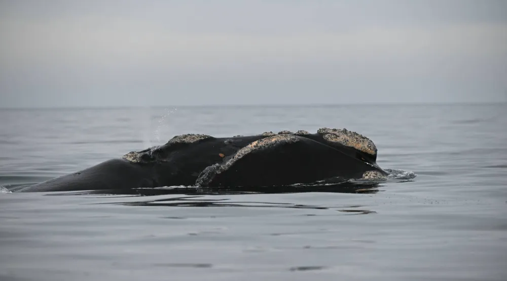 حوت يبحر في المحيط الأطلسي (د.ب.أ)