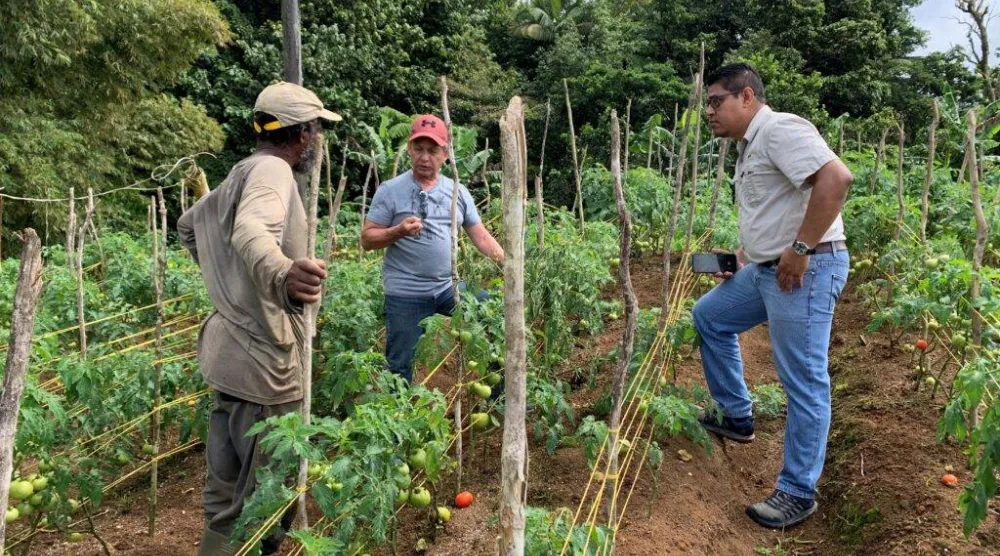 منظمة الأغذية والزراعة للأمم المتحدة تشجع المزارعين على المكافحة البيولوجية للآفات الزراعية (الفاو)