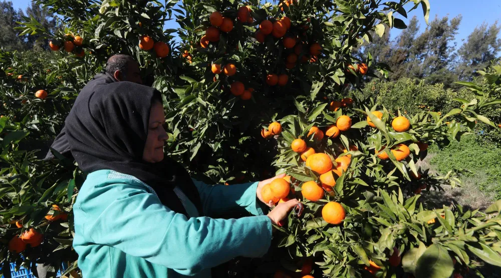 تونسية تشارك في جمع فاكهة اليوسفي الغنية بفيتامين «سي» (إ.ب.أ)