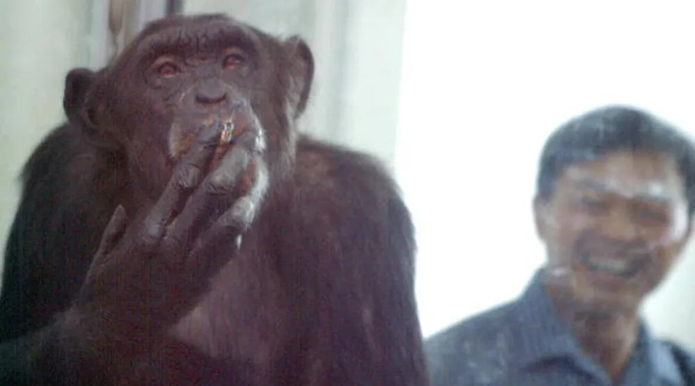 نفوق الشمبانزي التي قرأت الأرقام ورسمت العالم (غيتي)