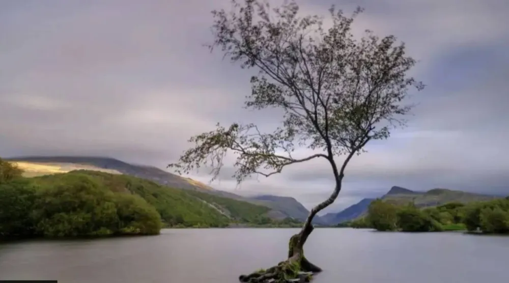 The Lonely Tree, often pictured submerged in water, was first planted in 2010. (Getty Images)