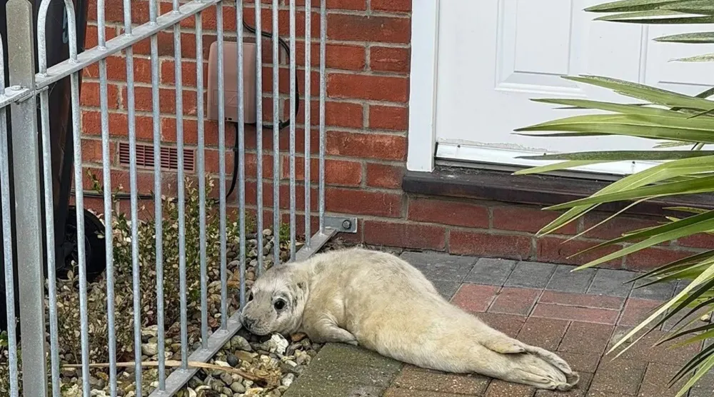 الفقمة «كولد كول» تبدأ حياة ثانية بعيداً عن الأمواج (الجمعية الملكية لمنع القسوة على الحيوانات)